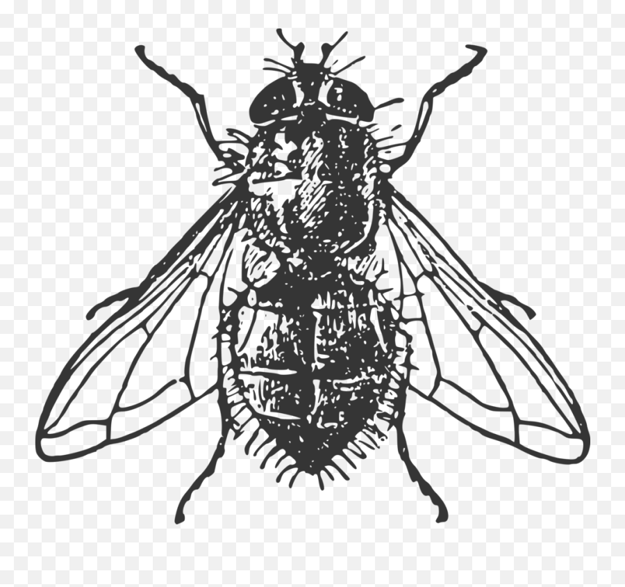 Flies Clipart House Fly Flies House - Fly In Black And White Emoji,Flies Emoji