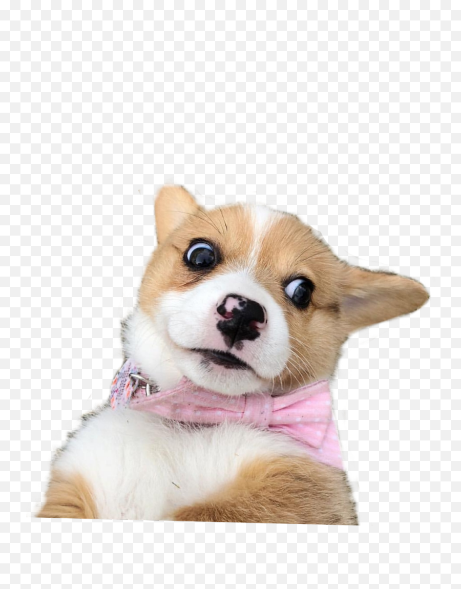 Weird Meme Dog Doggo Dogmeme Worried - Scared Corgi Png Emoji,Doggo Emoji