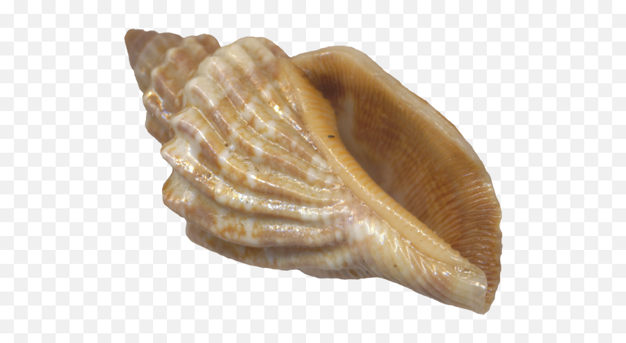 Use These Seashell Vector Clipart - Sea Shell Transparent Background Emoji,Seashell Emoji
