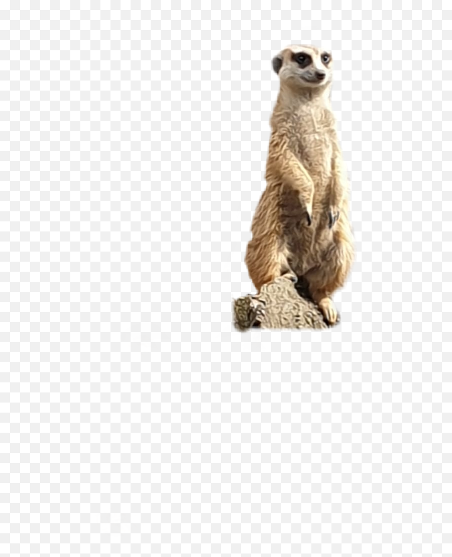 Meerkat Animals - Meerkat Emoji,Meerkat Emoji
