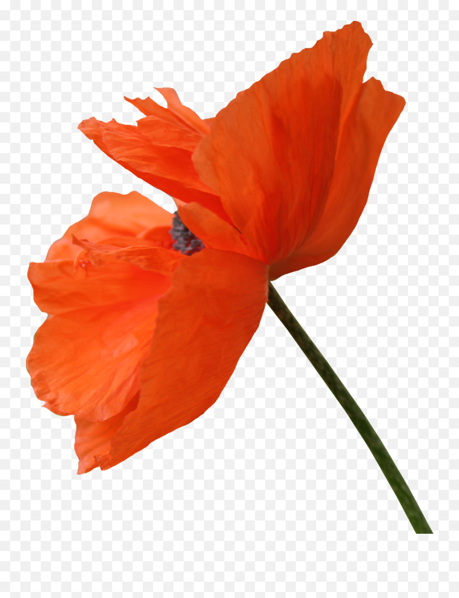 Red Poppy Flower Png Clipart - Poppy Png Transparent Flower Emoji,Poppy Emoji
