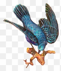 Hummingbird Clipart Vintage Hummingbird Vintage Transparent - Clip Art Emoji,Birb Emoji