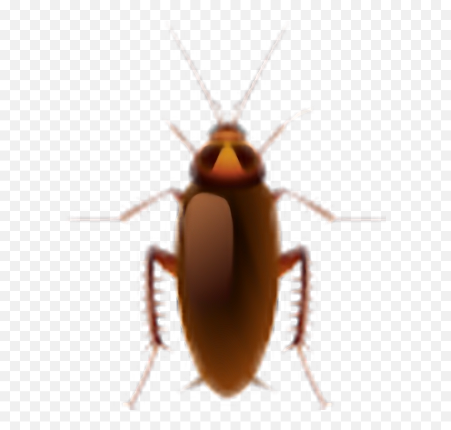 Cockroach - Cockroach Emoji,Cockroach Emoji