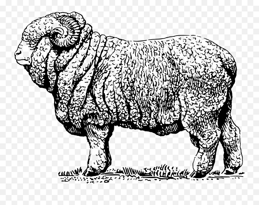Sheep Clipart Ram Sheep Ram Transparent Free For Download - Merino Sheep Black And White Emoji,Ram Emoji