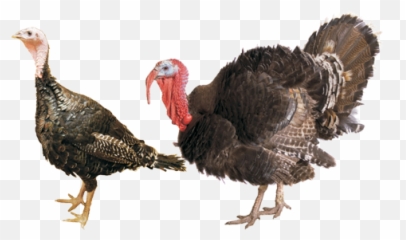 Turkey Thanksgiving Clipart Images - Transparent Background Emoji