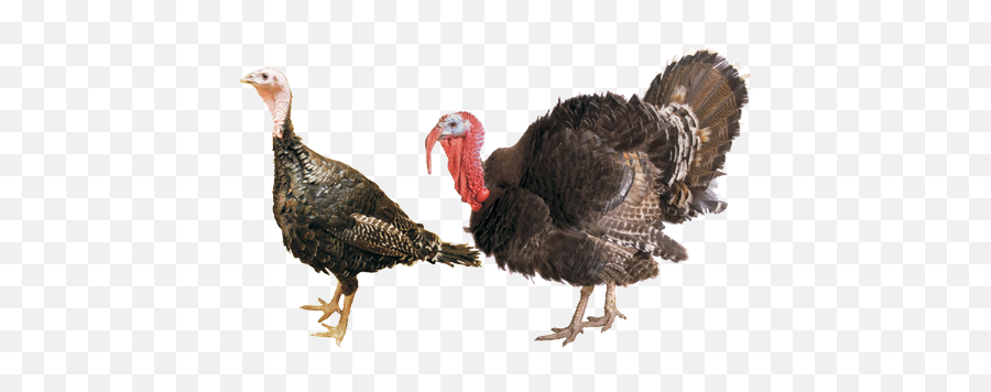 Turkey Thanksgiving Clipart Images - Turkey Transparent Background Emoji,Thanksgiving Turkey Emoji