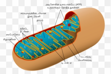Animal Mitochondrion Diagram Ta - Mitochondrial Structure Emoji,Skateboard Emoji Iphone