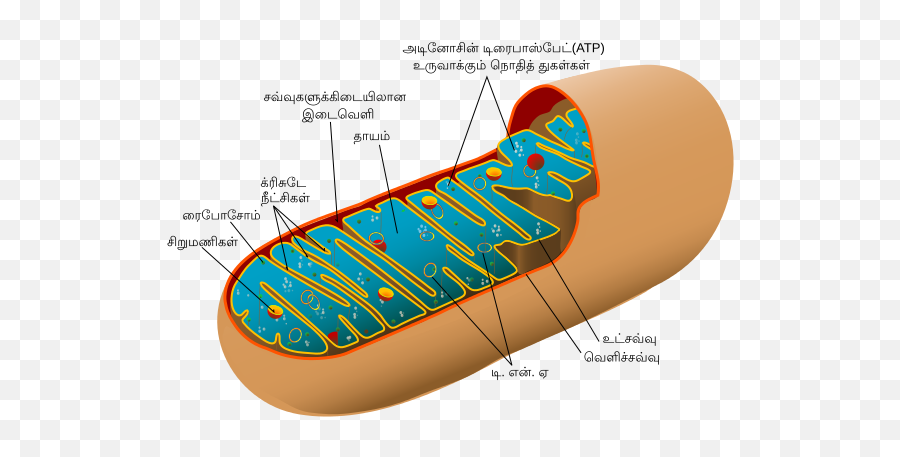 Animal Mitochondrion Diagram Ta - Mitochondrial Structure Emoji,Skateboard Emoji Iphone
