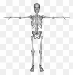 Bones Dead Figure - Common Of The Skeletal System Emoji