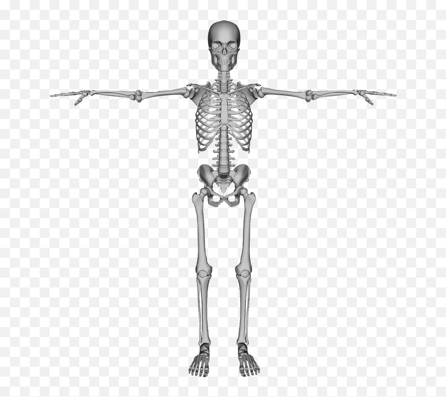 Bones Dead Figure - Common Bones Of The Skeletal System Emoji,Chicken Bone Emoji