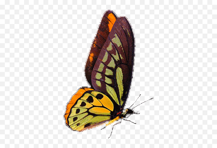 Bestanimationscomanimalsinsectsbutterflysbutterfly Emoji,Butterfly Emoji