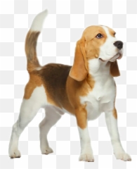 Beagle Hound Dog Freetoedit - Bases Prácticas En El Quirófano Cirugía Emoji,Beagle Emoji