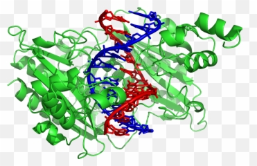 Dna Clipart Wikipedia Dna Wikipedia Transparent Free For - Transparent Enzyme Png Emoji,Nutting Emoji