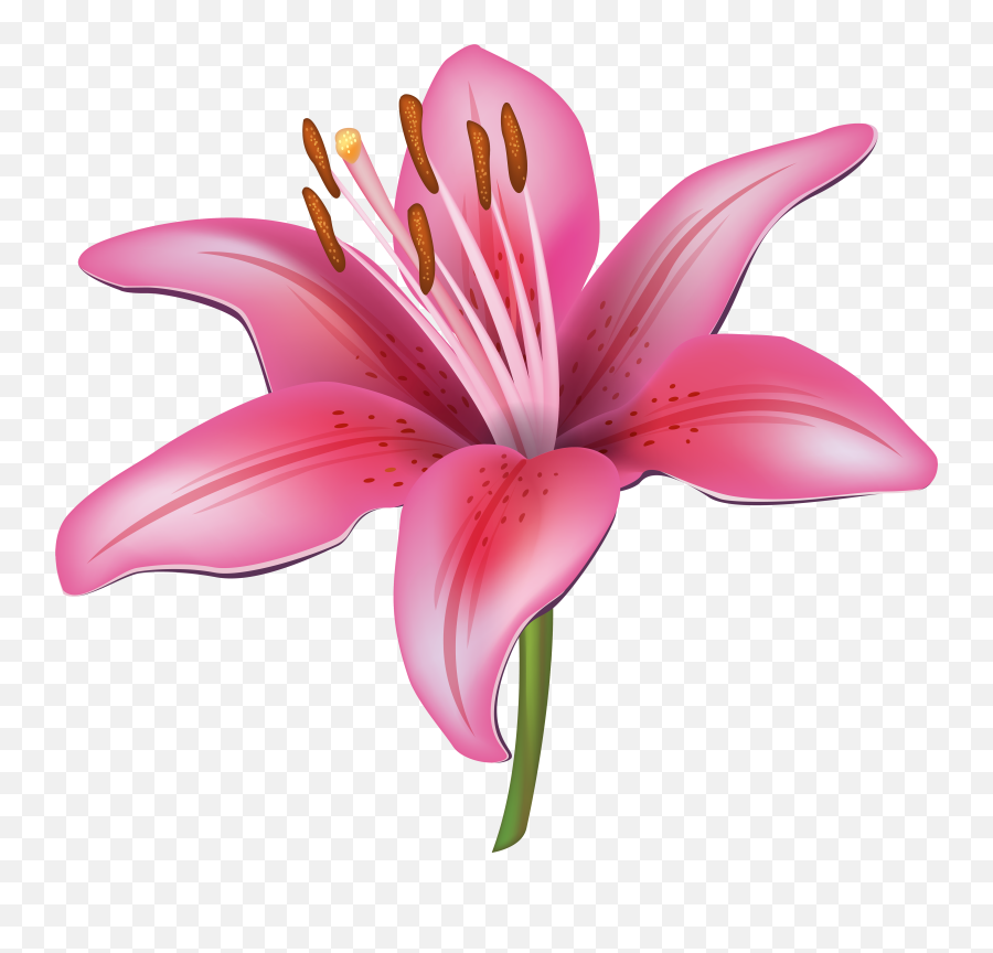 Lilium Png - Water Lily Flower Clipart Emoji,Funnel Cake Emoji