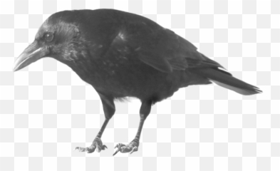 Crow Png Transparent Free Images - Transparent Background Crow Transparent Emoji,Raven Bird Emoji