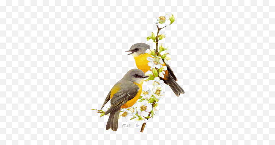 Birds Gifs Ideas - Bird Oil Painting Png Emoji,Oriole Emoji