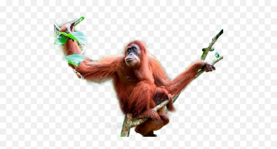 And Trending Orangutan Stickers - Orangutan Emoji,Orangutan Emoji