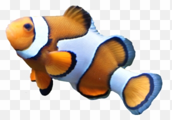 Free Cliparts Png - Clown Fish Transparent Background Emoji,Clown Fish Emoji