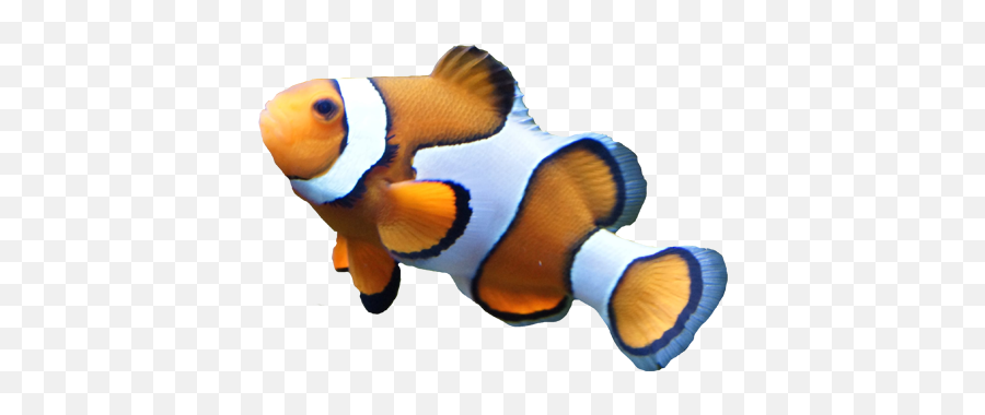 Free Cliparts Png - Clown Fish Transparent Background Emoji,Clown Fish Emoji