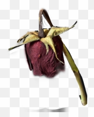 Roserosesdeadflowergetbent - Fritillaria Emoji,Dead Flower Emoji