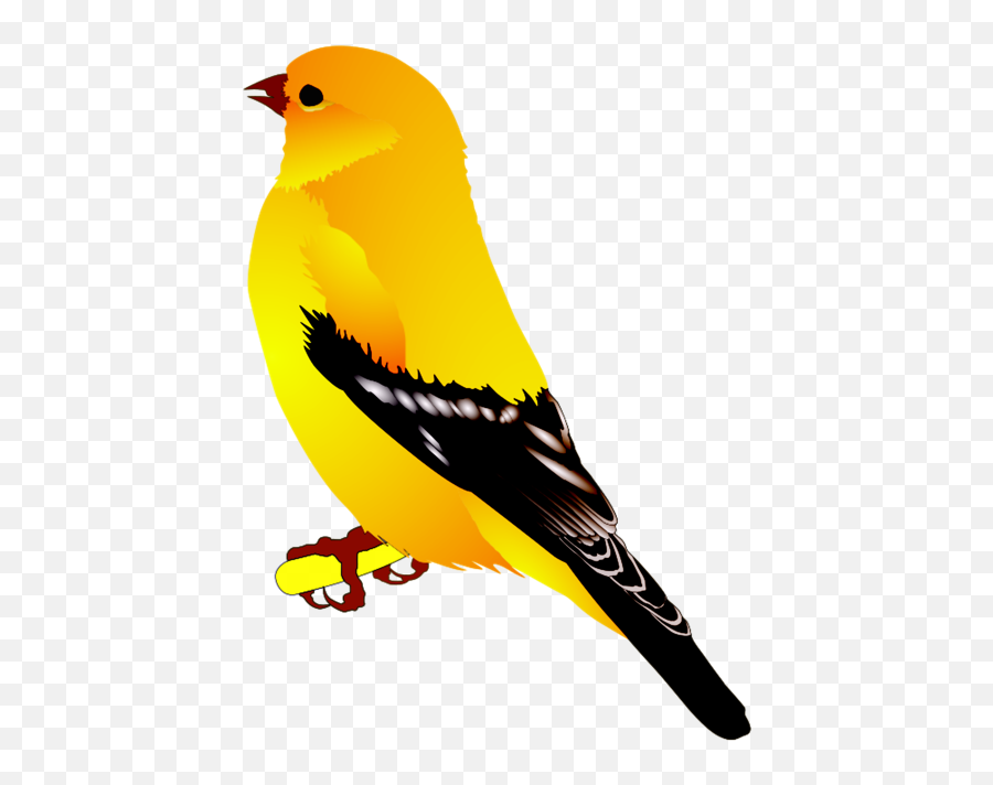 Branch Bird Birds Animal Animals Fly - Finch Clipart Emoji,Oriole Emoji