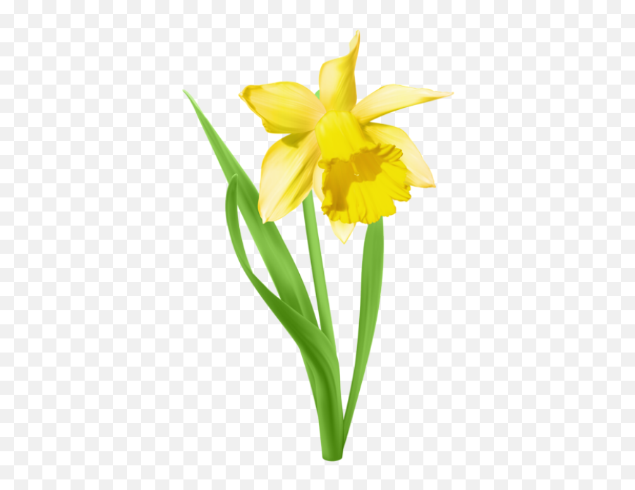 Pinterest Png And Vectors For Free Download - Dlpngcom Clip Art Daffodil Emoji,Daffodil Emoji