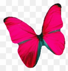 Idaho Stickers For Android Ios - Butterfly Sticker Gif Emoji,Butterfly Emoji Android