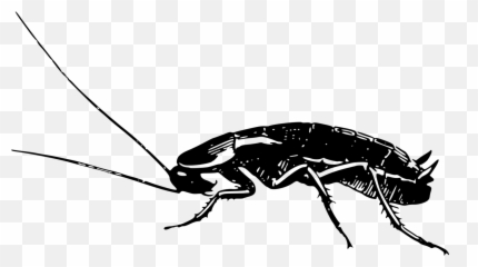 Roach Drawing Pencil Picture - German Cockroach Black And White Emoji,Cockroach Emoji