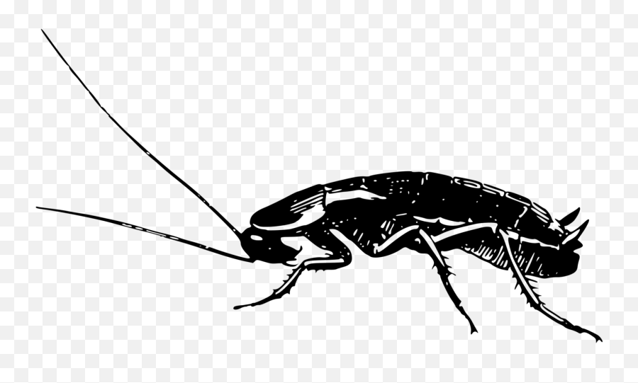 Roach Drawing Pencil Picture - German Cockroach Black And White Emoji,Cockroach Emoji