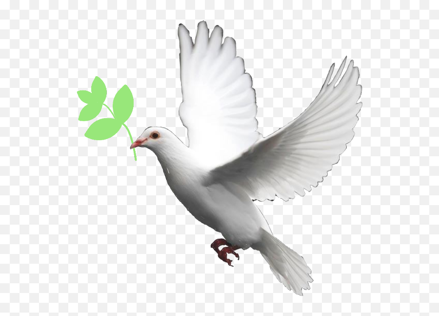 Pigeon Pigion Adil Adilawaisraza - White Dove Transparent Background Emoji,Pigeon Emoji