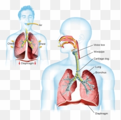 Lungs clipart breathing rate - Happens When You Breath Emoji
