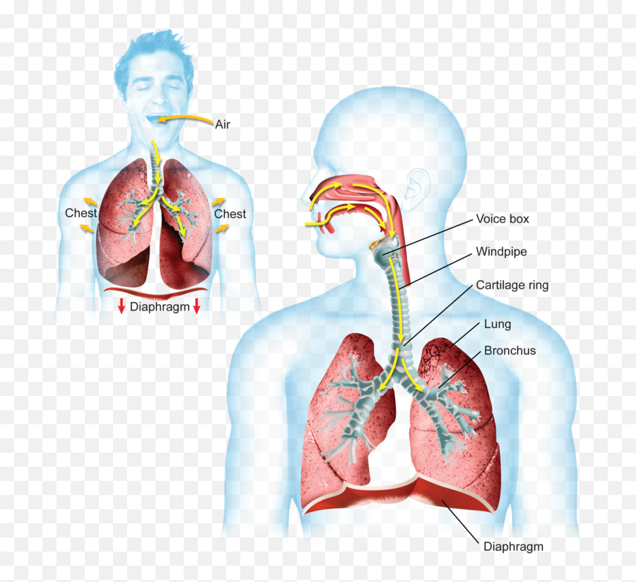 Lungs Clipart Breathing Rate Lungs Breathing Rate - Happens When You Breath Emoji,Inhale Emoji