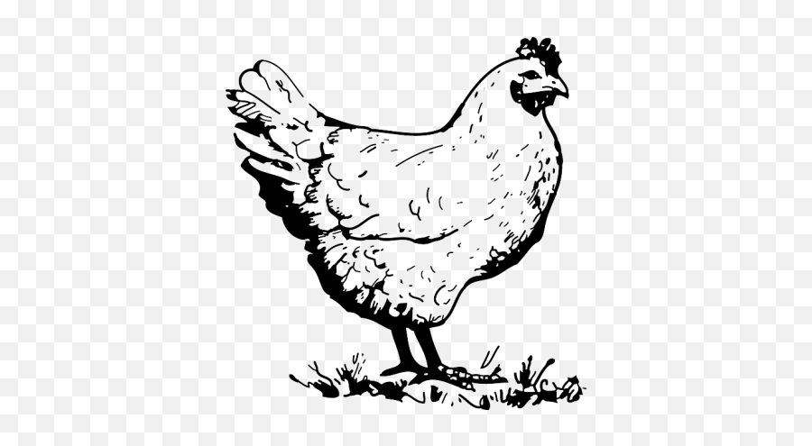 Chicken Png And Vectors For Free Download - Dlpngcom Chicken Clipart Black And White Emoji,Chicken Dinner Emoji