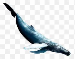 Largest Collection of Free - toEdit Stickers PicsArt Grey Whale Emoji