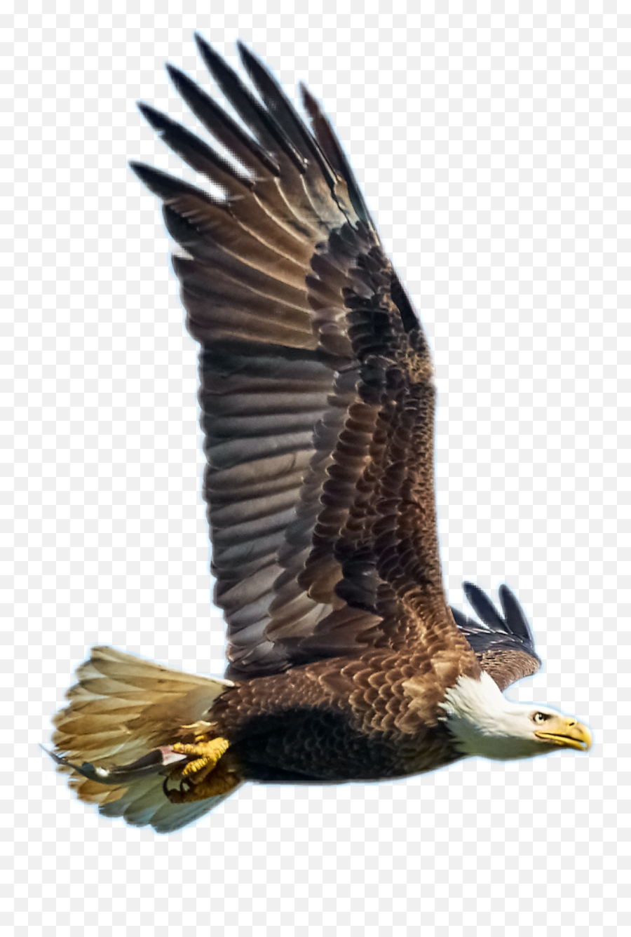 Edit - Eagle Emoji,Eagle Emoji