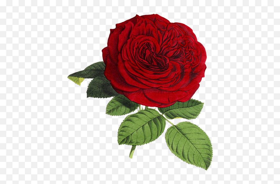 Rose Flower Flowers - Beautiful Red Rose Flower Emoji,Bouquet Of Flowers Emoji