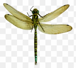 Free Png Images - Dragonfly Png Emoji,Dragonfly Emoji
