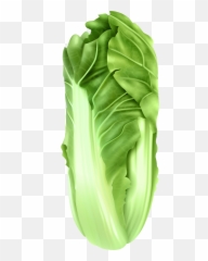 Cabbage Clipart Png - Cartoon Napa Transparent Emoji