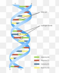 Can Essential Oils Repair Dna Short Answer Is No - Dna Structure In Colour Emoji,Dna Emoji