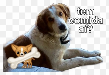 Cachorro Catioro Dog Cão Cao Comida - Dog Catches Something Emoji,Emoji Dog And Bone
