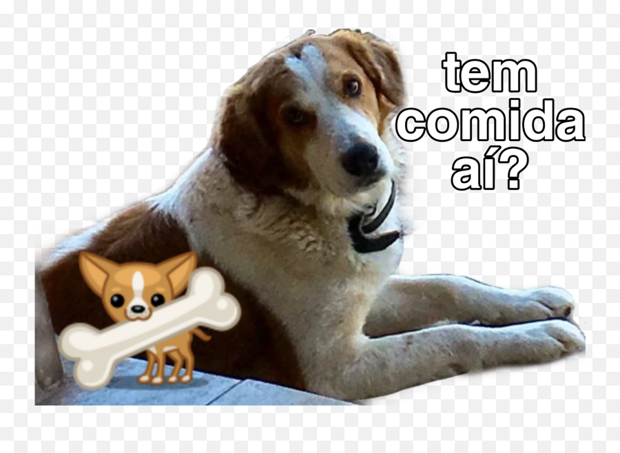 Cachorro Catioro Dog Cão Cao Comida - Dog Catches Something Emoji,Emoji Dog And Bone