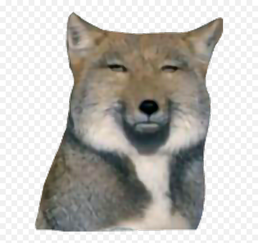 Dog Dontcare Pokerface Wolf Calm Sticker By Chang - Tibetan Fox Transparent Emoji,Wolf Face Emoji
