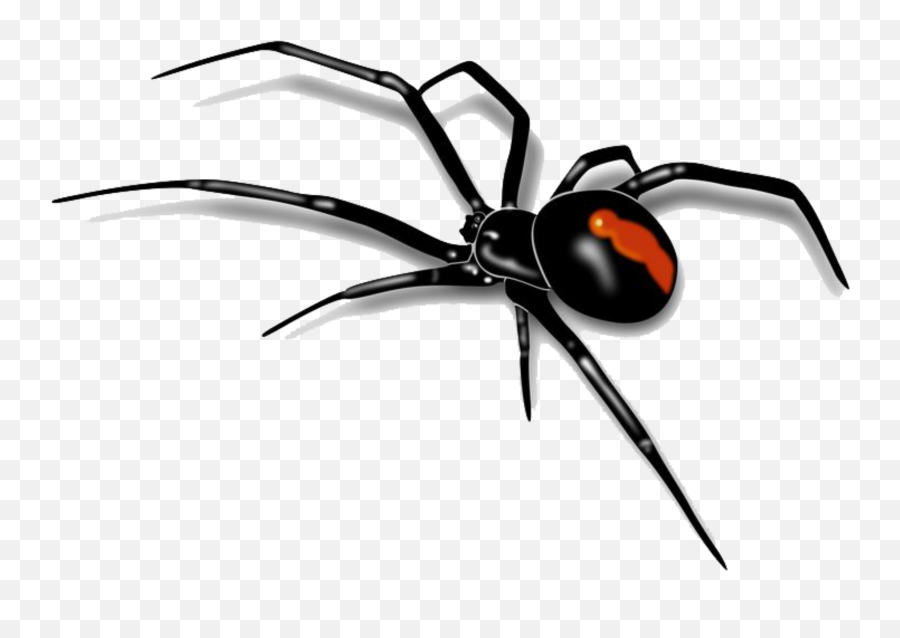 Bugs Bug Insect Cute Creepy Gross - Spider Png Emoji,Black Widow Emoji