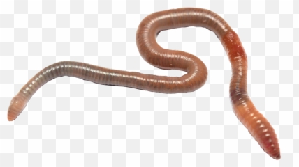 Wirm Worm - Earthworm Emoji,Worm Emoji