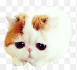 Emoji Keyboard And Imessage Stickers - Chubby Kawaii Cats,Cat Emoji Keyboard