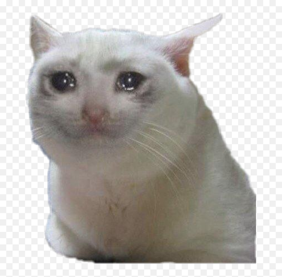 Sadcat Meme Memes Sad Cat - Sad Cat Discord Emoji,Sad Cat Emoji