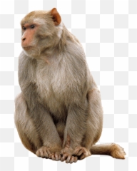 Png Monkey Transparent Png Png - Monkey Png Emoji,Sock Monkey Emoji