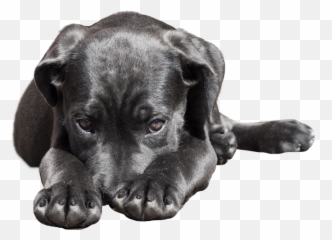 dog black ashamed shy praying pleading sleeping appil - Santa Gertrudes Adota Cachorrl Emoji