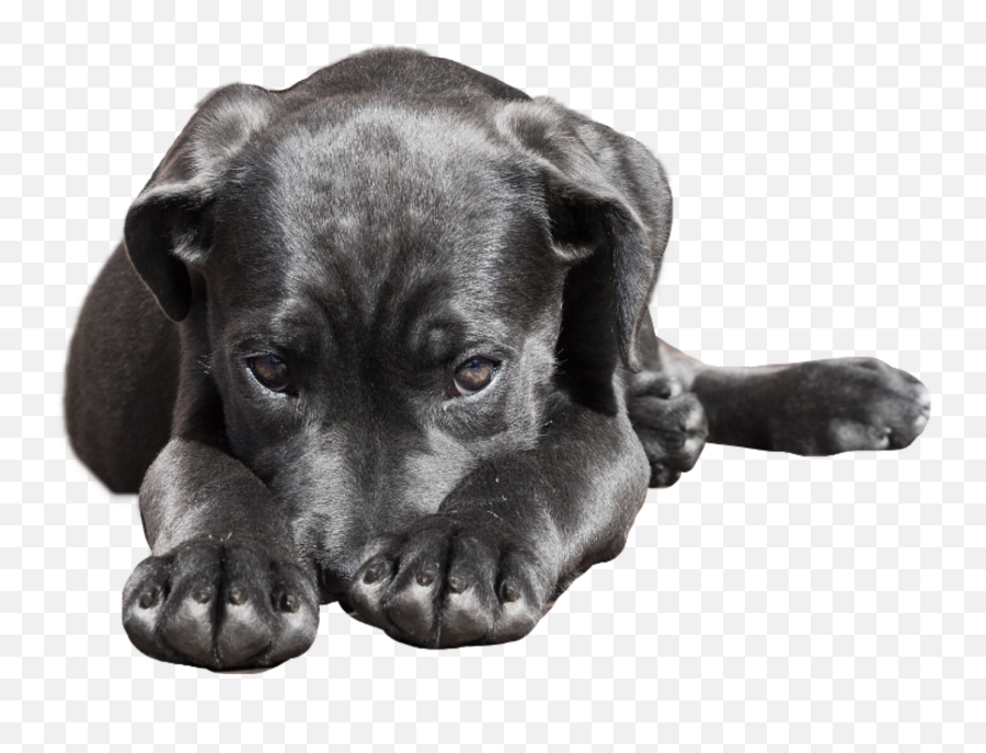 Dog Black Ashamed Shy Praying Pleading Sleeping N Appil - Santa Gertrudes Adota Cachorrl Emoji,Ashamed Emoji