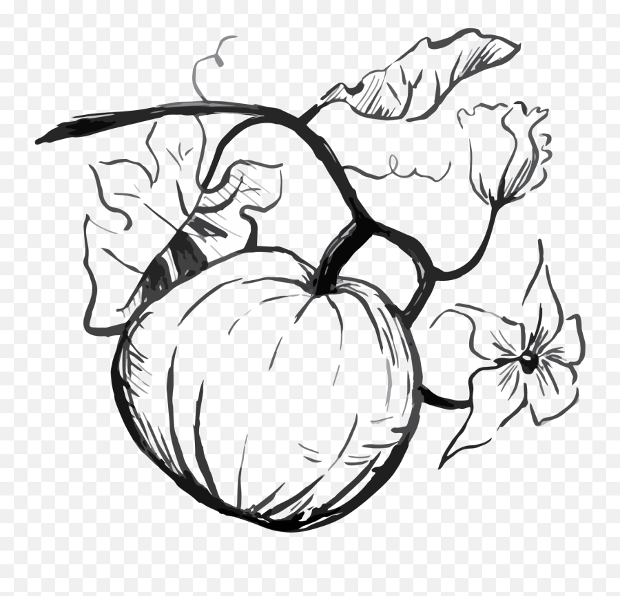 Download Half Moon Bay Pumpkin Bread - Pumpkin Drawing Png Transparent Pumpkin Line Drawing Emoji,Half Moon Emoji